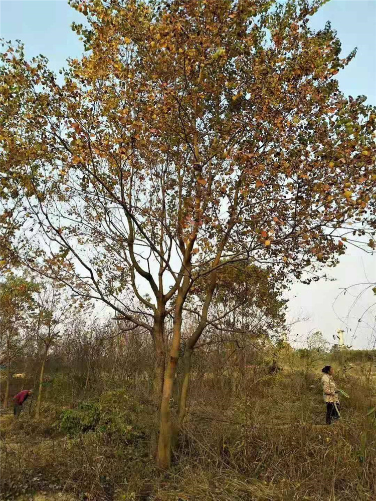 丛生乌桕-- 句容市一一建设工程有限公司