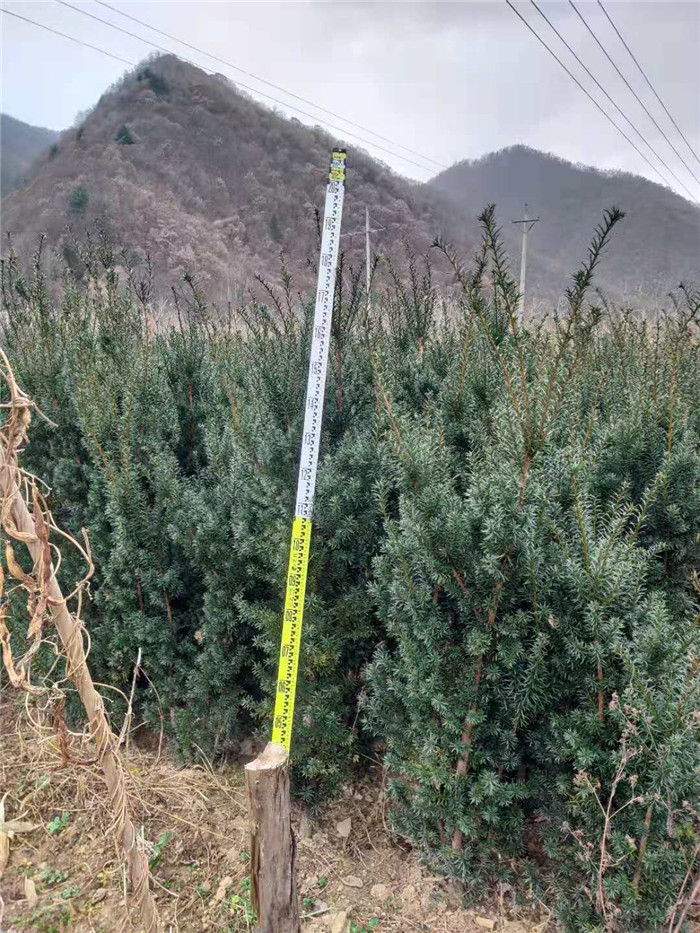 曼地亚红豆杉绿化树-- 凤县紫柏红豆杉专业合作社