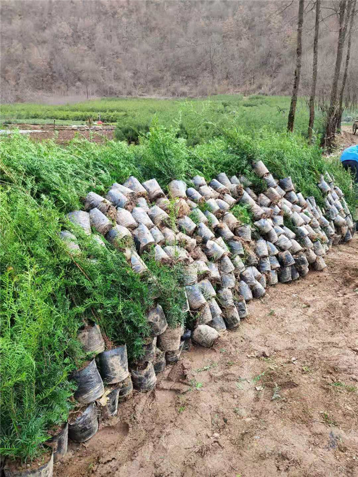 红豆杉杯苗-- 凤县紫柏红豆杉专业合作社