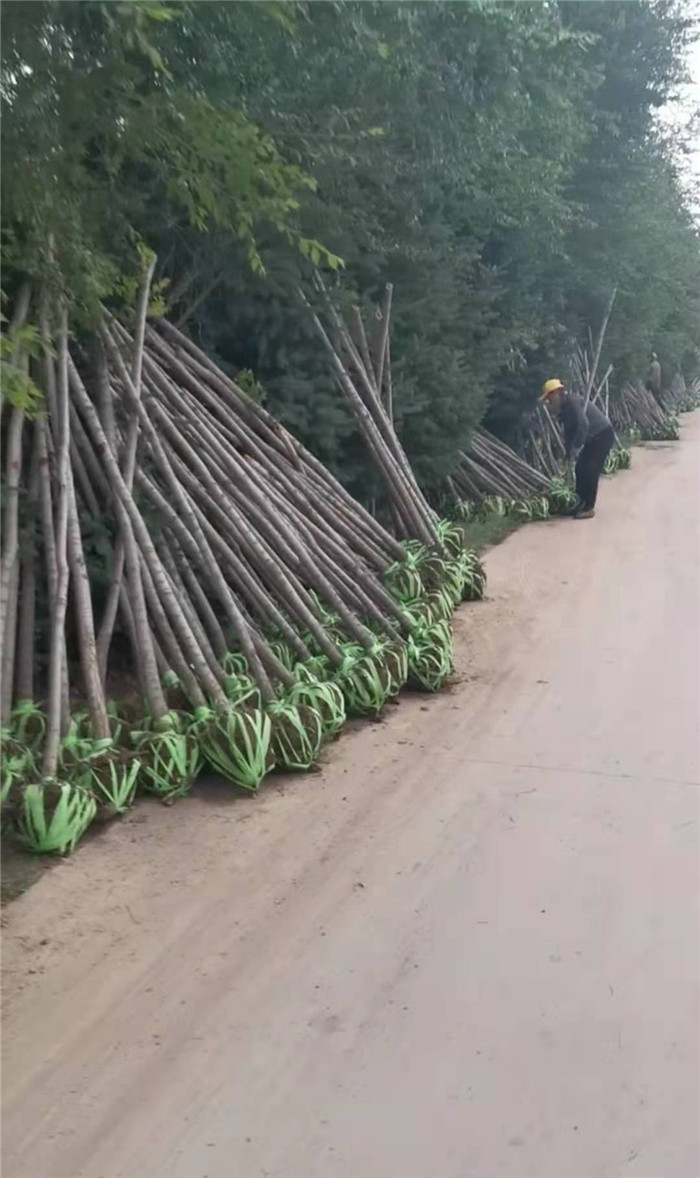 白榆树-- 甘肃永晟苗木绿化有限公司