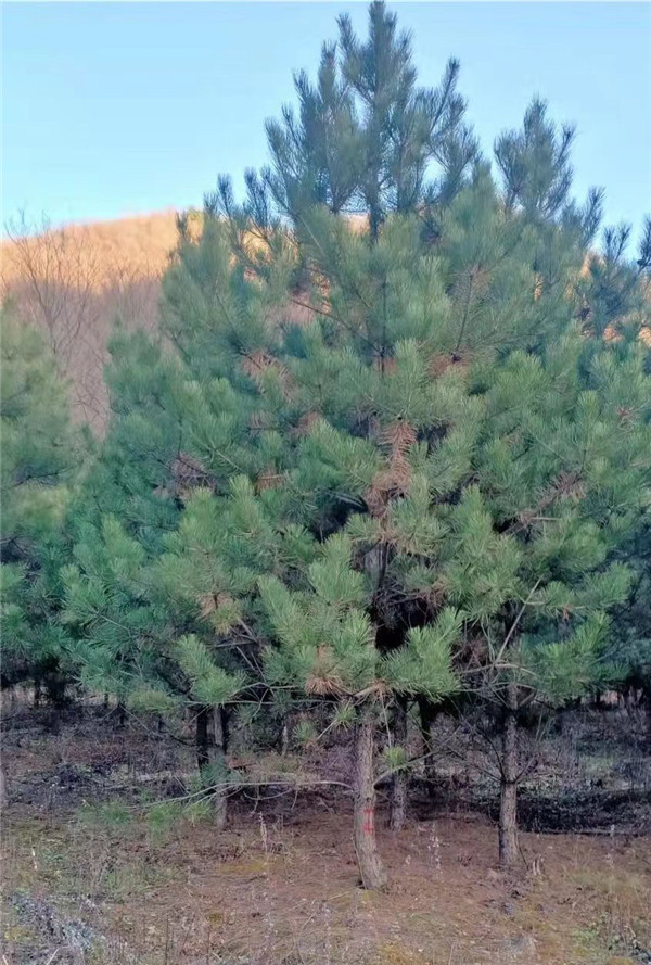 油松-- 白皮松苗圃基地