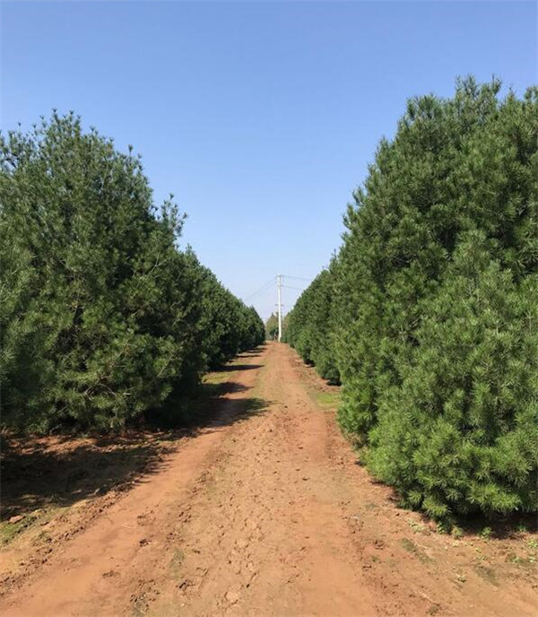 白皮松-- 白皮松苗圃基地