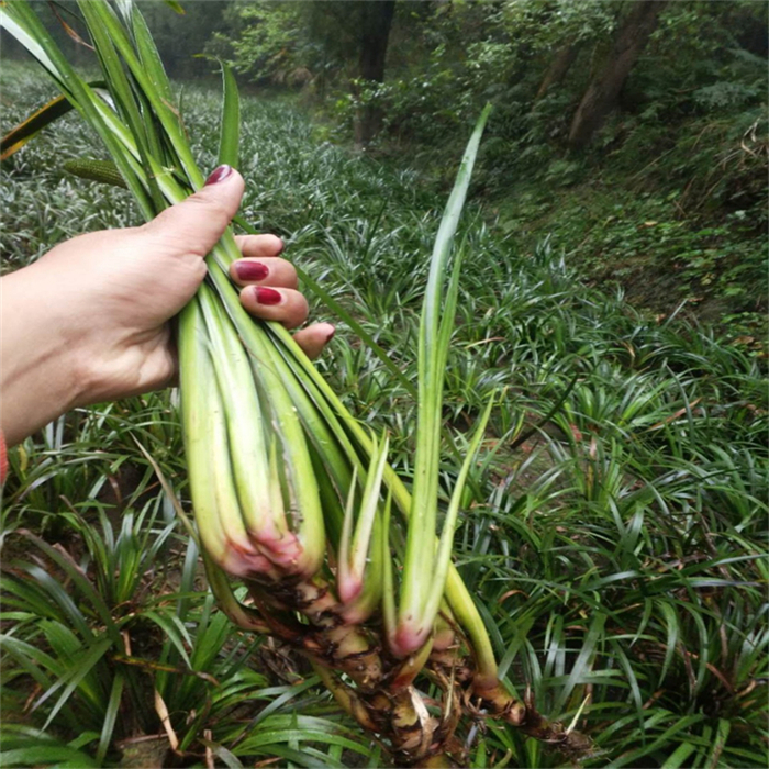 石菖蒲苗-- 种苗繁育、种植、批发、收购、加工、供应为一体的综合型企业