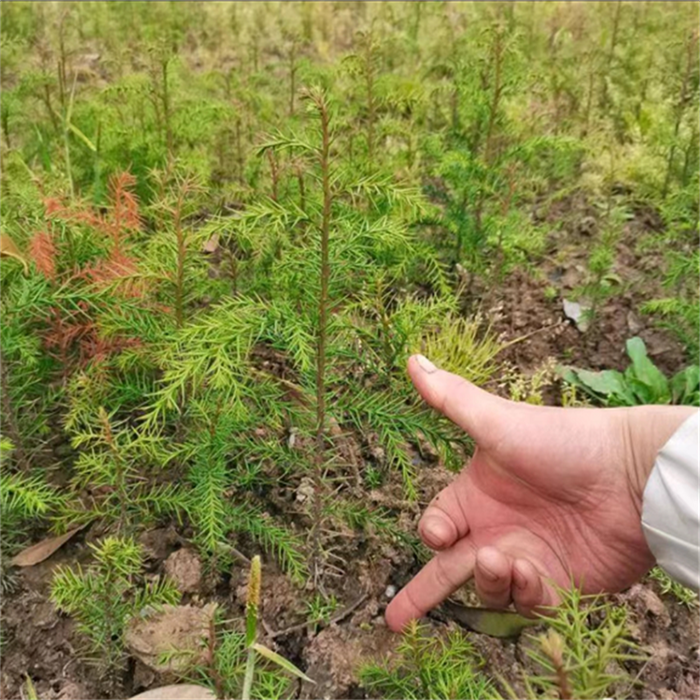 柳杉苗-- 种苗繁育、种植、批发、收购、加工、供应为一体的综合型企业